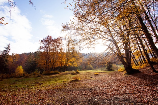 A bela vista da colina na floresta de outono