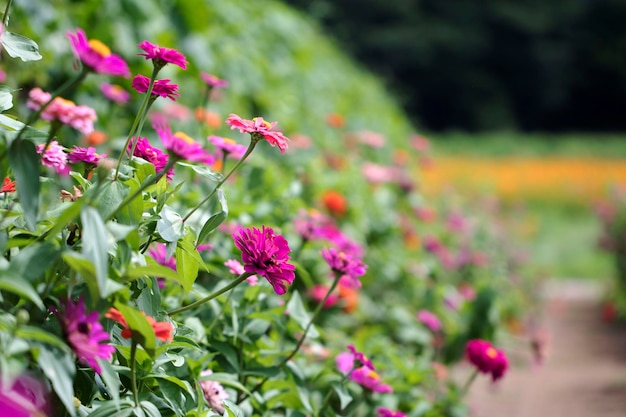 A bela Zinnia no campo