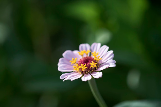 A bela zinnia no campo