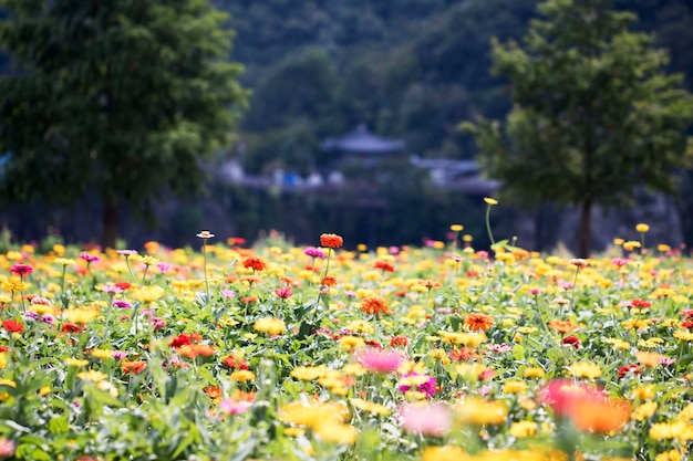 A bela Zinnia no campo