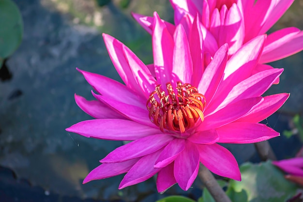 A beleza da flor de lótus rosa em lagoas