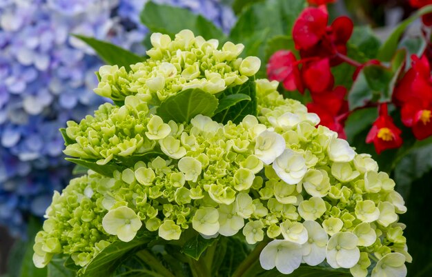 A beleza da flor panca warna (hydrangea macrophylla)