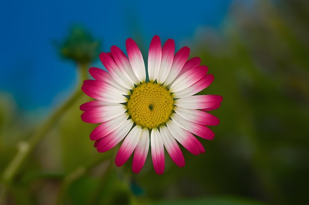 A beleza da natureza uma margarida vibrante brilha contra um fundo azul