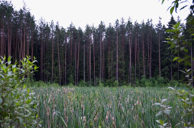 a beleza da paisagem de verão A grama e a orla da floresta