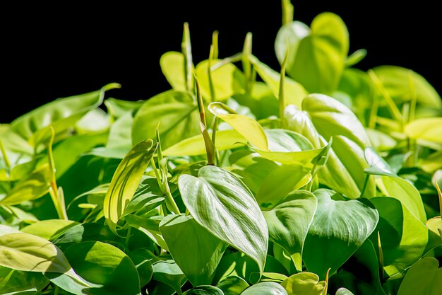 A beleza das folhas verdes ou aglaonema cochinchinense