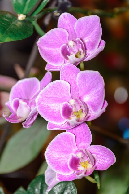 A beleza de uma orquídea branca e roxa em plena floração. a flor da  orquídea phalaenopsis é a rainha das flores na tailândia. | Foto Premium