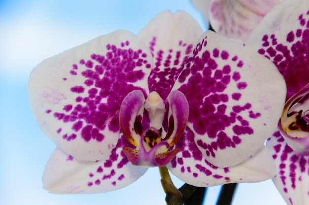 A beleza de uma orquídea branca e roxa em plena floração. flor da orquídea  phalaenopsis em um fundo de céu azul. as orquídeas são a rainha das flores  na tailândia. | Foto
