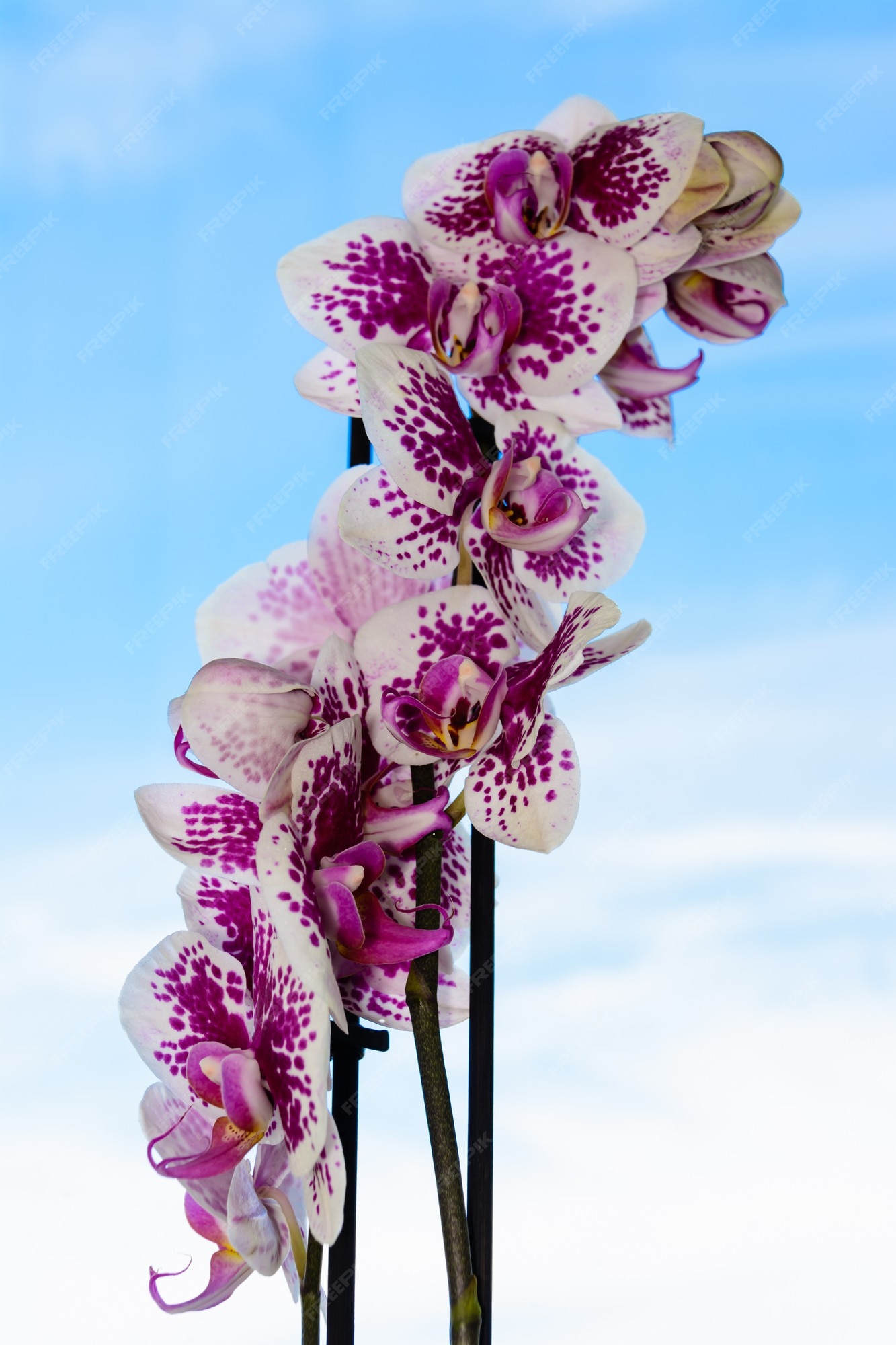 A beleza de uma orquídea branca e roxa em plena floração. flor da orquídea  phalaenopsis em um fundo de céu azul. as orquídeas são a rainha das flores  na tailândia. | Foto