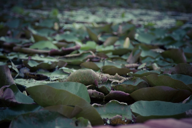 A beleza do lótus na lagoa