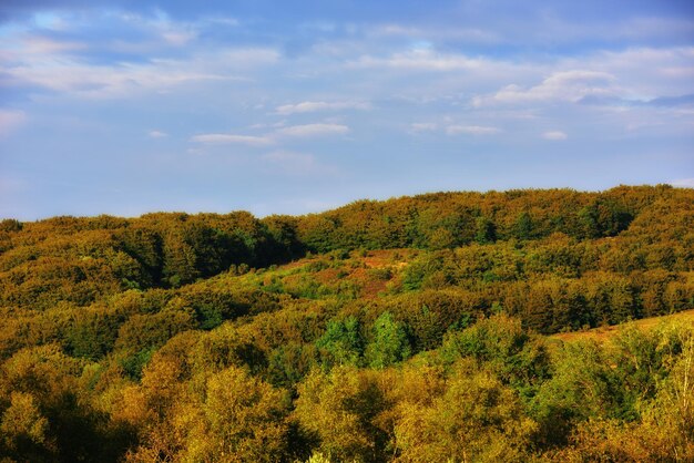 A beleza do outono Floresta e paisagem nas cores do outono