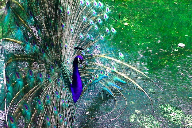 A beleza do pavão