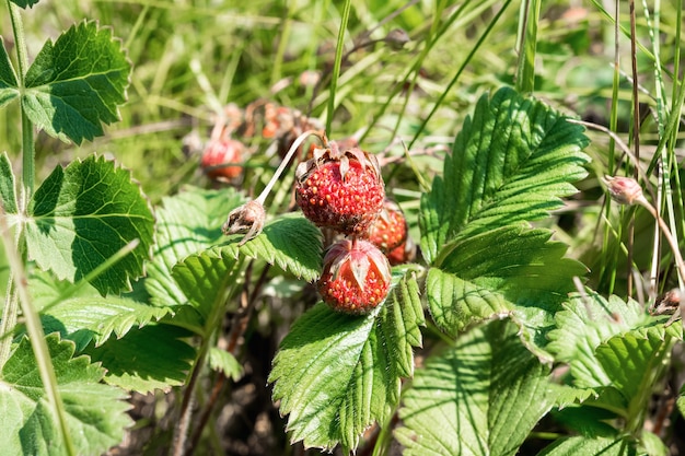 a beleza está na natureza, morangos silvestres maduros crescem na grama espessa da clareira