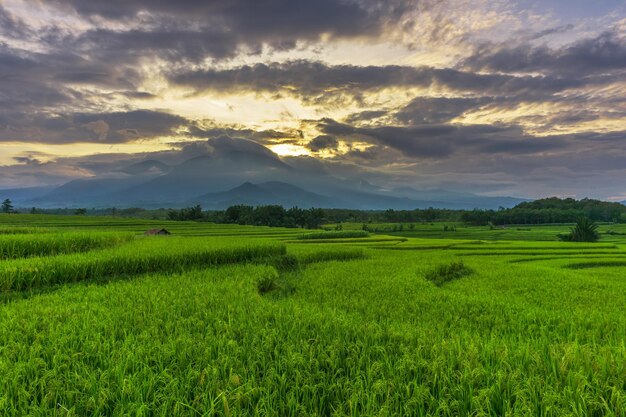 A beleza natural da Indonésia pela manhã com uma atmosfera de campo de arroz verde