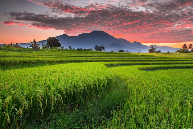 A beleza panorâmica dos campos de arroz pela manhã com o arroz amarelado e um céu escaldante no horizonte