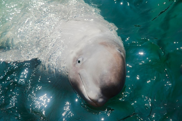 A beluga de golfinho branco flutua na água