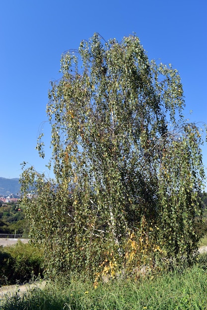 A bétula Betula pendula é uma árvore ornamental usada na jardinagem