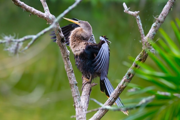 A biguatinga anhinga anhinga é uma ave aquática que chama a atenção pelo tamanho