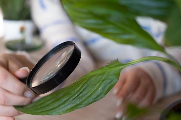 Foto a bióloga feminina está usando uma lupa para observar plantas com folhas de pragas para coletar dados para análise conceito de agricultura orgânica fechar