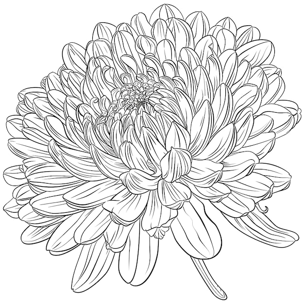 Foto a black and white drawing of a flower with a green outline