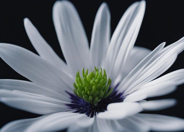 Foto a blumen in der natur schließen ihre schönen blütenblätter