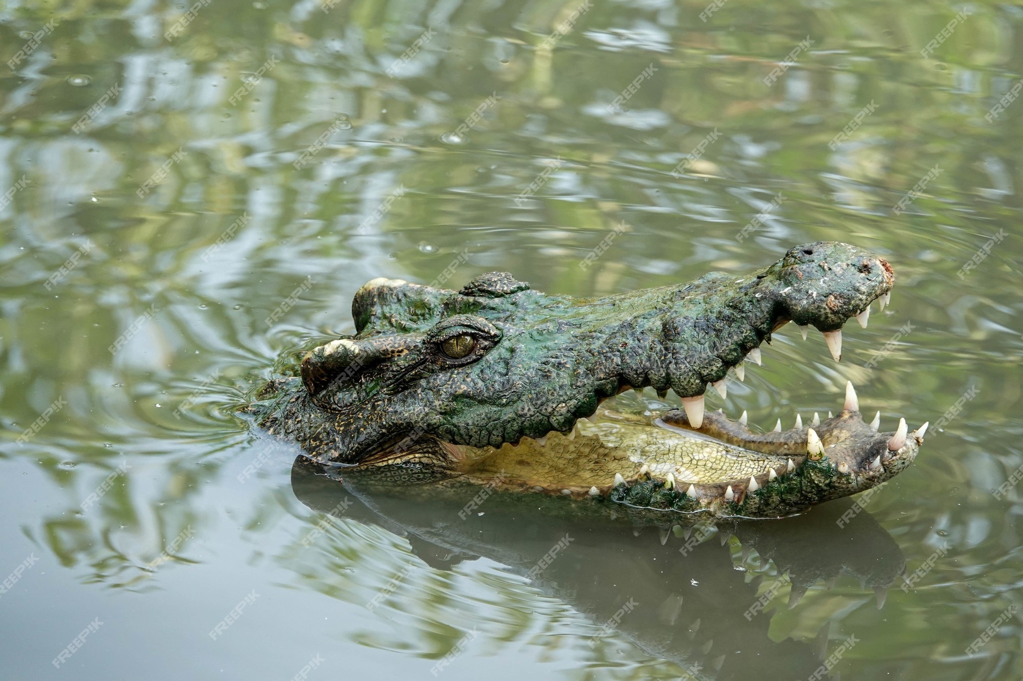 boca aberta de crocodilo enquanto nadava no vetor de ilustração