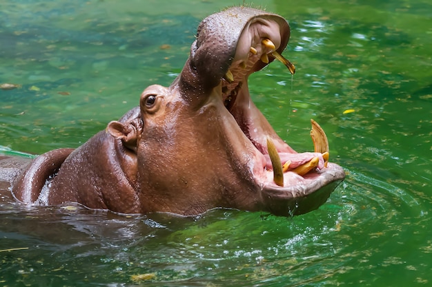 A boca de Hippo abriu na água.