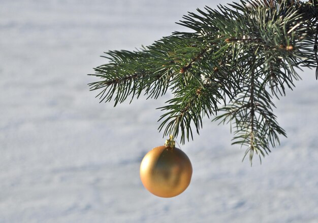 A bola de ouro em um galho da árvore de natal