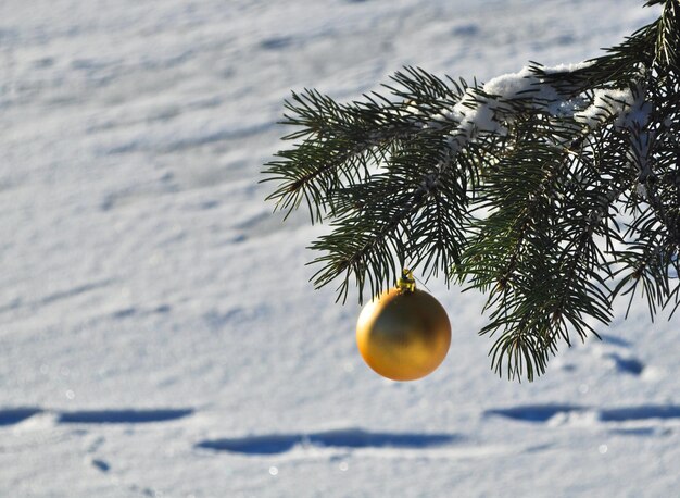 A bola de ouro em um galho da árvore de natal