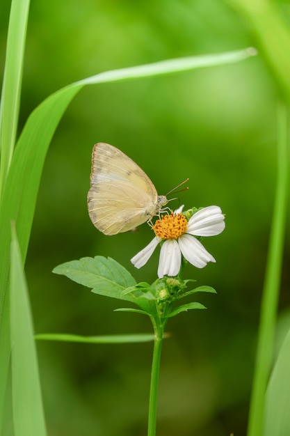 A borboleta amarela de emigrante de limão na flor branca e no campo de grama verde