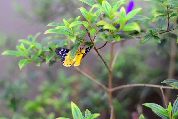 A borboleta amarela e preta asiática