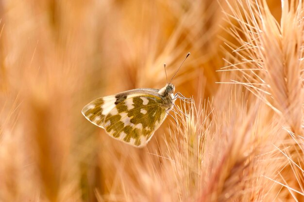 A borboleta Anthocharis cardamines senta-se em uma planta fechada