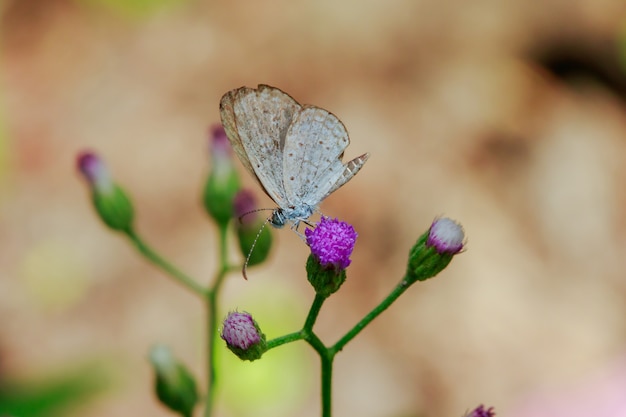 A borboleta branca na flor roxa está florescendo.