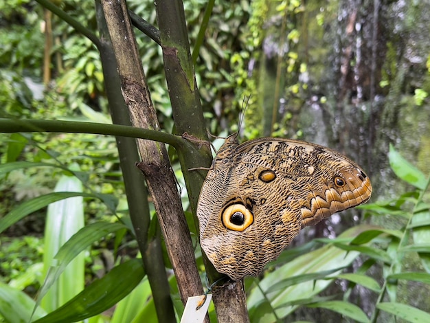 Foto a borboleta caligo idomeneus senta-se na árvore