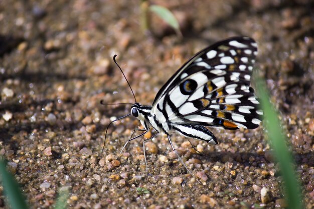 Foto a borboleta comum do cal