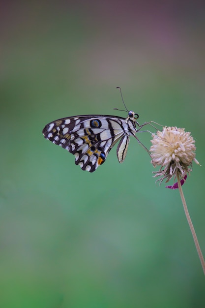 A borboleta comum do cal