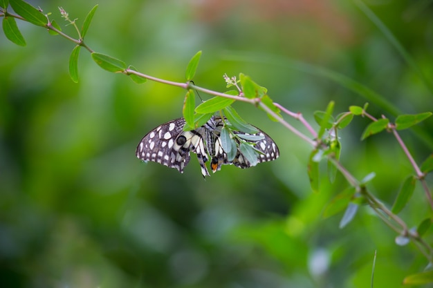 A borboleta comum do cal