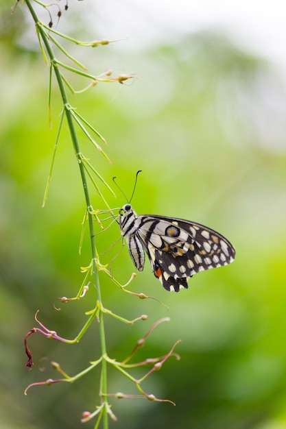 A borboleta comum do cal