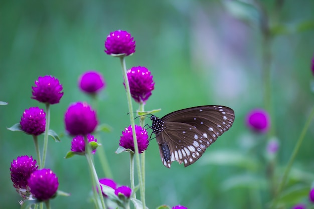 A borboleta de corvo comum em flor