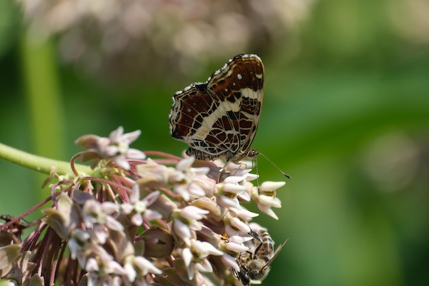 A borboleta do mapa em uma flor desabrochando