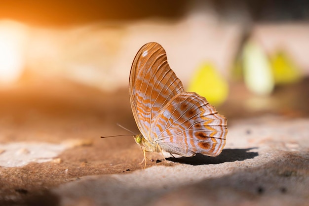 Foto a borboleta está sugando minerais do solo