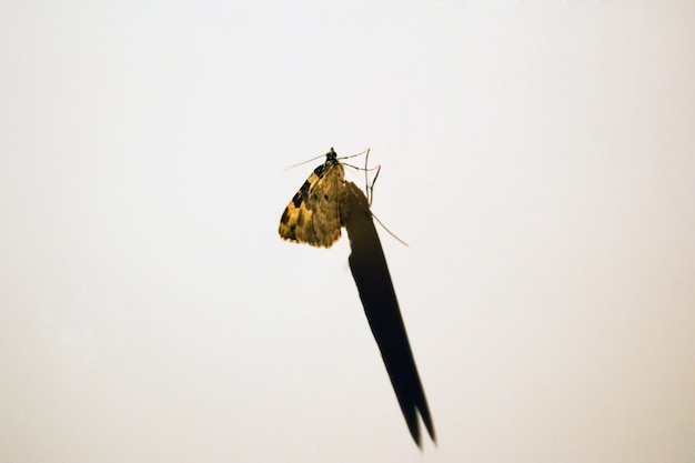 Foto a borboleta fica na parede