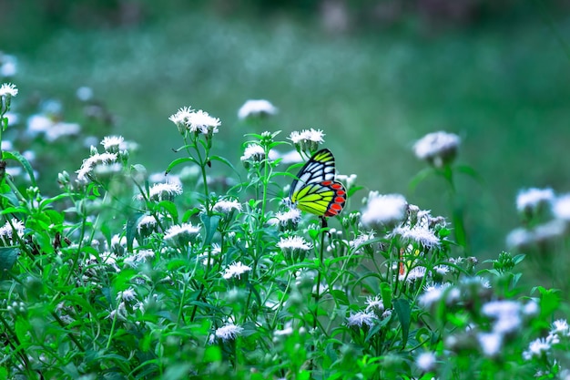 A borboleta índia Jezebel ou Delias eucharis descansando nas flores