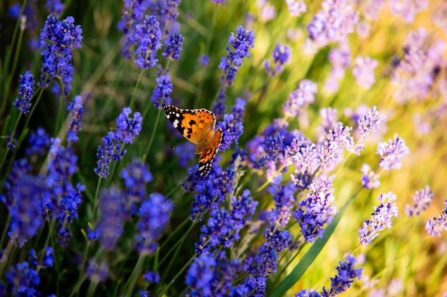 A borboleta laranja brilhante senta-se em um arbusto de lavanda