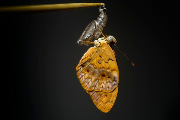 A borboleta leoparda comum pendura-se na caixa externa mais dura e vazia da crisálida.