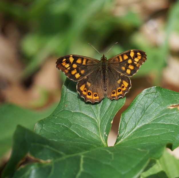 a borboleta marrom