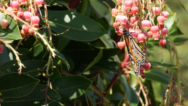 A borboleta monarca poliniza a flor do medronho, califórnia, eua. flor de madrone, flor exótica. primavera