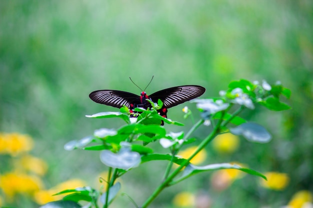 A Borboleta Mórmon Comum