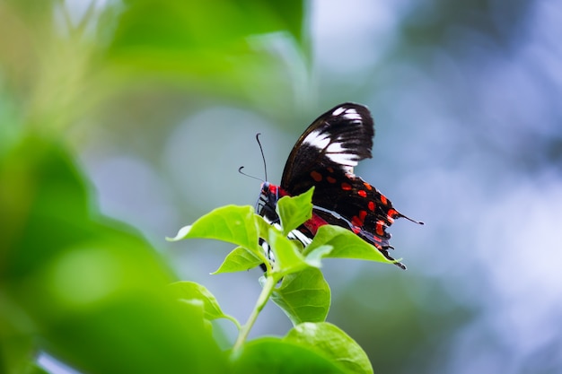 A borboleta mórmon comum