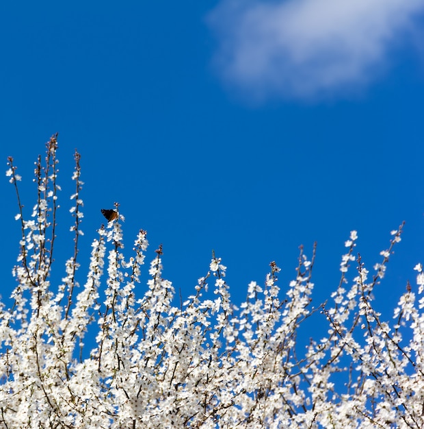 A borboleta nos galhos de uma árvore de primavera. Espaço livre para texto. copyspace. Foco seletivo