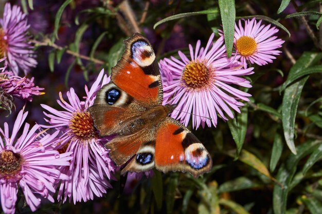 A borboleta olho de pavão coleta o néctar das flores.